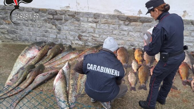 Operazione contro bracconaggio ittico Tevere: sequestrati 3 quintali di pesce