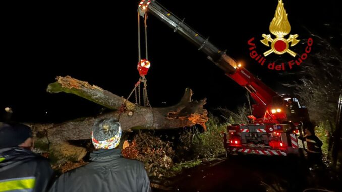 Vigili del Fuoco di Gaifana Rimuovono una Quercia Secolare