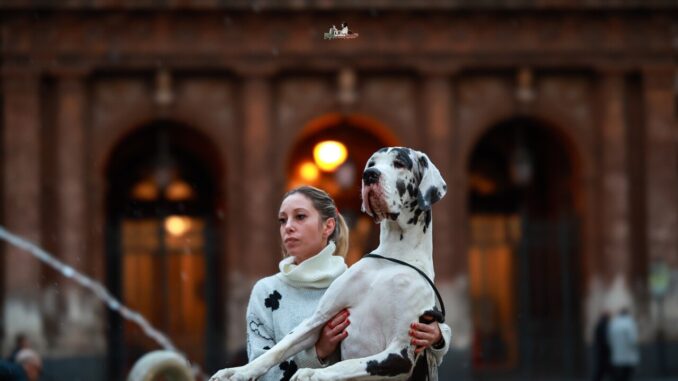 Queen del Castello delle Rocche, alano vincitrice top dog SIA 2023