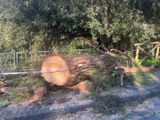 Piante cadute e pericolanti, 79 interventi in attesa