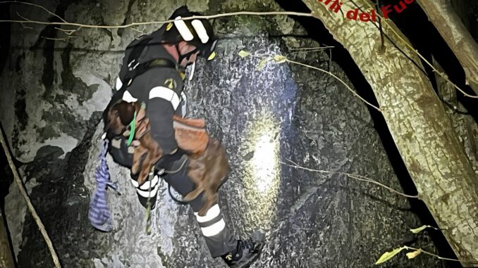 Cane precipita in un dirupo a Scheggia e Pascelupo, vigili del fuoco lo salvano