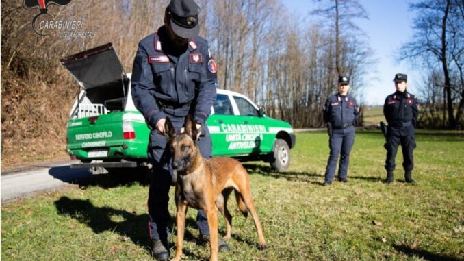 Avvelenamento di cani da tartufo, indignazione in Altotevere