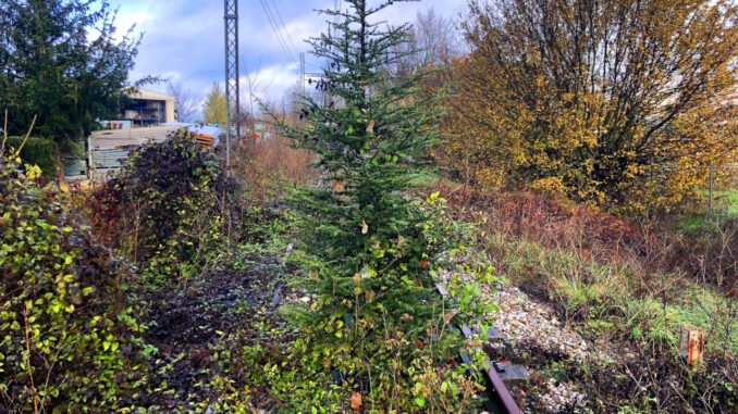 Cedro nasce spontaneo sui binari "morti" della vecchia ferrovia
