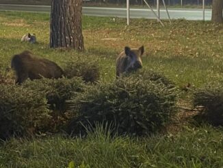 Cinghiali a gruppo al Parco Chico Mendez, cresce la preoccupazione tra i residenti