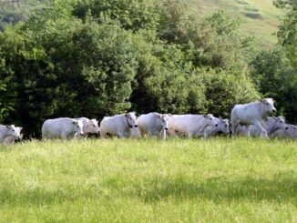 Zootecnia dell’Umbria per l’Umbria. Presentazione progetto