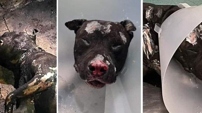 Cane bruciato dal padrone supera seconda notte, commentate pure, intanto è cominciata la petizione
