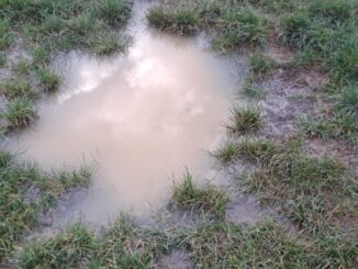 Sicurezza e igiene cani al Cico Mendez appello per proprietari