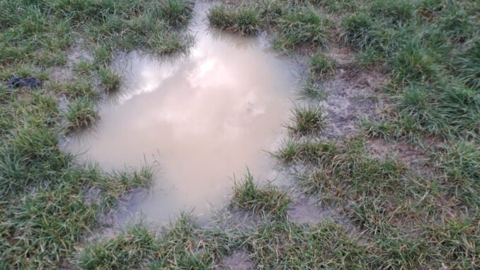 Sicurezza e igiene cani al Cico Mendez appello per proprietari