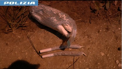 Movida Sicura a Terni, sequestrato hashish fiutato dal cane poliziotto