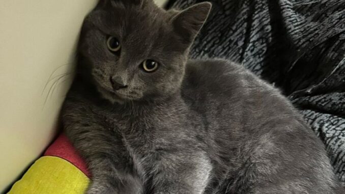 Gattino lanciato dal finestrino di un'auto a Trestina, un atto di crudeltà