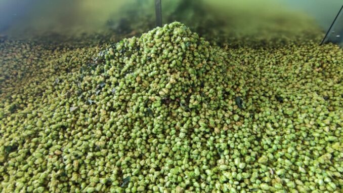 Birra. A Perugia la prima iniziativa dedicata alla Filiera della Birra