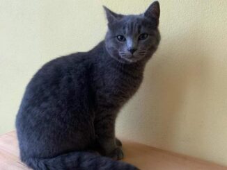 Festa del Gatto. Iniziative al rifugio Enpa di Collestrada