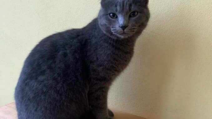 Festa del Gatto. Iniziative al rifugio Enpa di Collestrada