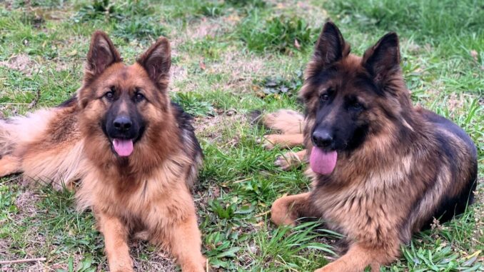 Salvati due splendidi esemplari di pastore tedesco dalla Polizia di Stato