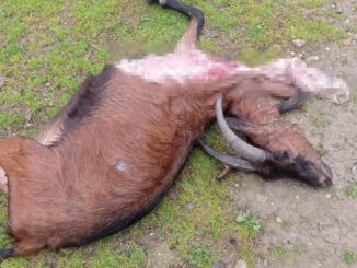 Lupi attaccano allevamenti, Cia Umbria «Subito il Tavolo Verde»