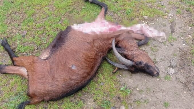 Lupi attaccano allevamenti, Cia Umbria «Subito il Tavolo Verde»