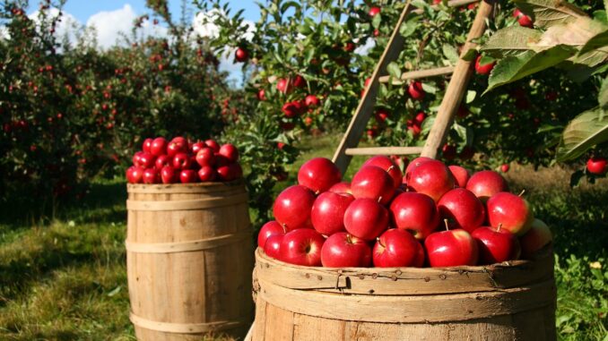 Confagricoltura al Governo per alleggerire costi delle imprese