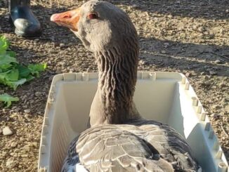 Ritorno trionfale di Parsival, l’oca ferita, guarita e liberata