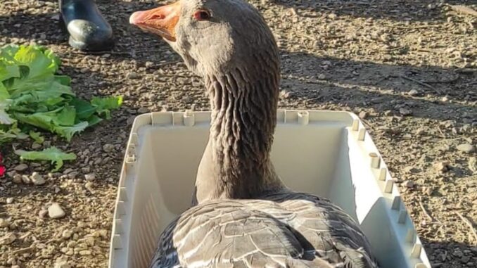 Ritorno trionfale di Parsival, l’oca ferita, guarita e liberata