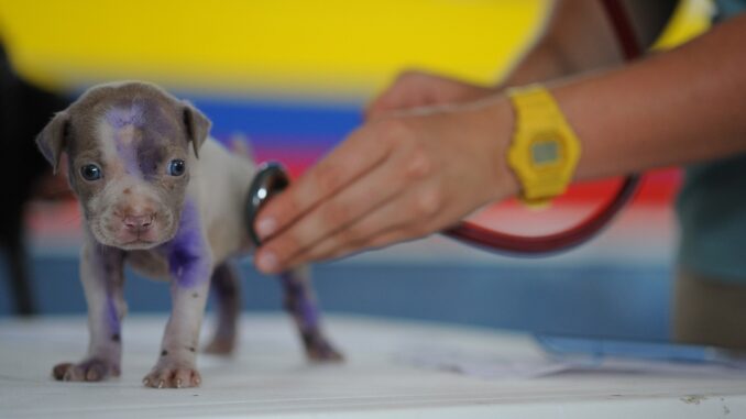 Cliniche veterinarie pubbliche: la proposta della Guardia Nazionale