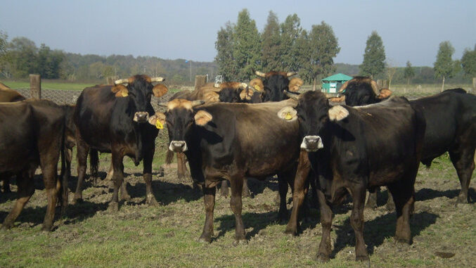 Ad Agriumbria 2024 il meglio del patrimonio zootecnico italiano