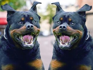 Allarme a Terni, via Rossini, due Rottweiler in fuga creano panico e uccidono un gatto