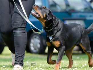 Cani aggressivi contro i passanti, accade a Terni, avevano anche ucciso un gatto
