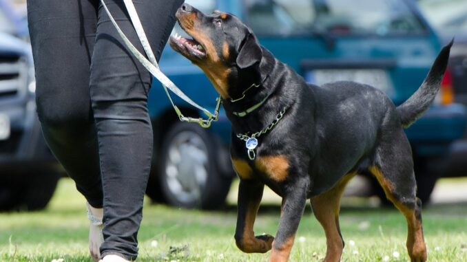 Cani aggressivi contro i passanti, accade a Terni, avevano anche ucciso un gatto