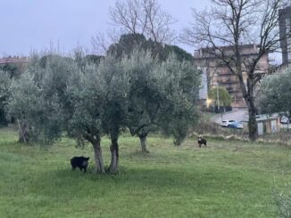 San Sisto: incontri ravvicinati con cinghiali preoccupano i residenti