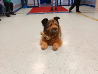 Francesco, il cane aspetta per ore il padrone al pronto soccorso