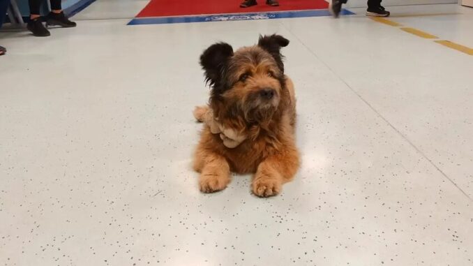 Francesco, il cane aspetta per ore il padrone al pronto soccorso