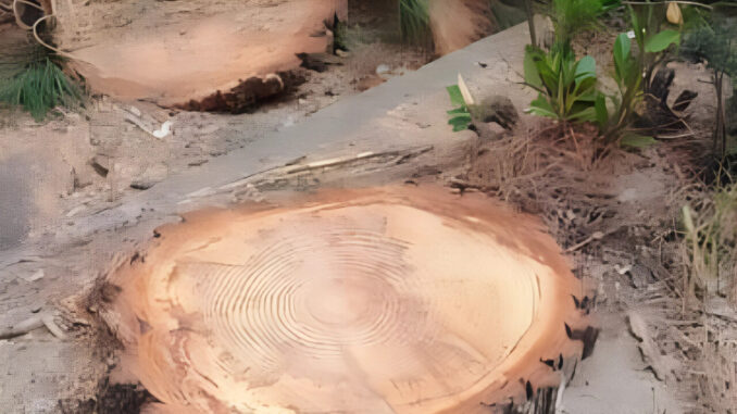 Ed ora ci dovranno presentare il bilancio arboreo 19-23