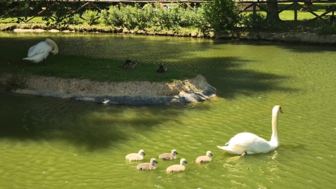 Al parco comunale di Rignaldello si ripete il miracolo della vita