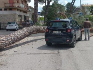 Grande pino si schianta in cento a Umbertide, in via Roma