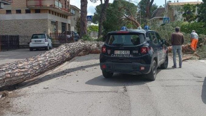 Grande pino si schianta in cento a Umbertide, in via Roma