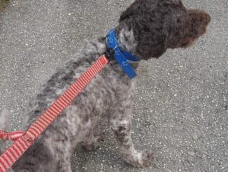 Zeus, lagotto di 5 anni scomparso: l'appello disperato della famiglia