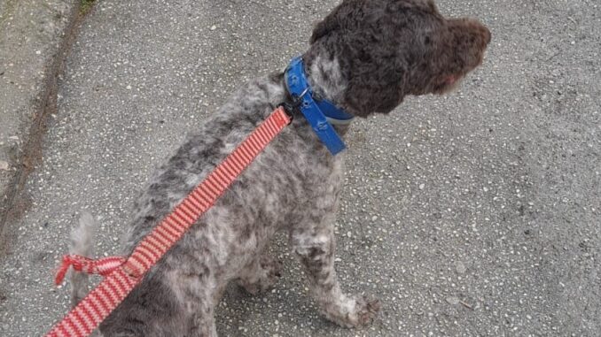 Zeus, lagotto di 5 anni scomparso: l'appello disperato della famiglia