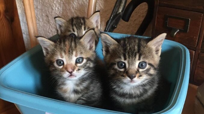 Perugia Amica: Un impegno quotidiano per il benessere animale