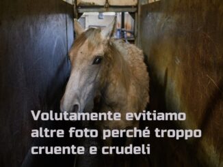 Carne equina Spagna: Animal Equality crudeltà cavalli
