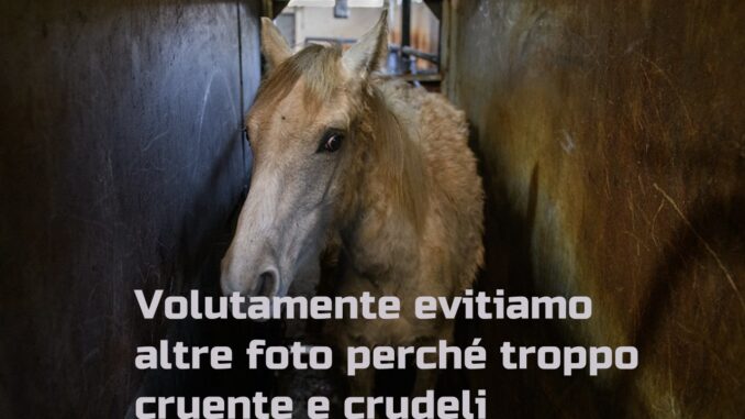 Carne equina Spagna: Animal Equality crudeltà cavalli