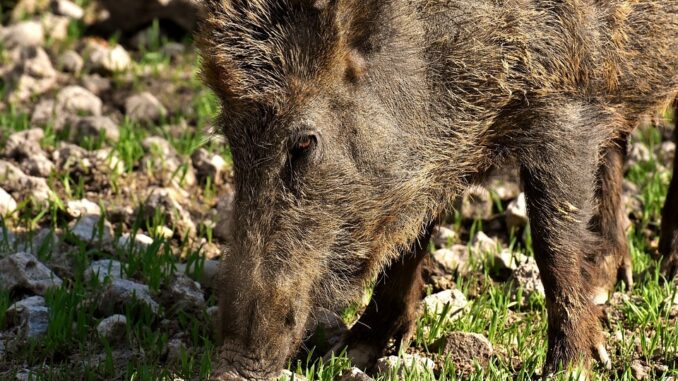 Piano Regionale Aggiornato per la Gestione del Cinghiale