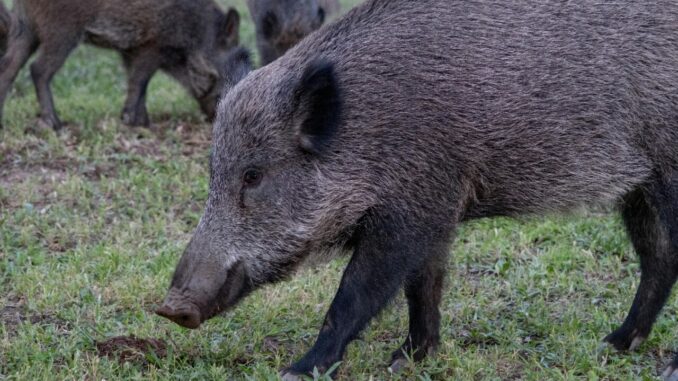 Umbria, nuove regole caccia cinghiale, ridotti territori squadre