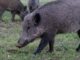 Umbria, nuove regole caccia cinghiale, ridotti territori squadre