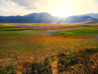 Fioritura 2024 a Castelluccio di Norcia: mobilità sostenibile