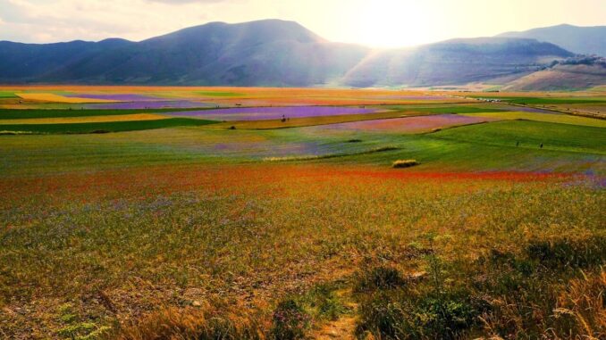 Fioritura 2024 a Castelluccio di Norcia: mobilità sostenibile