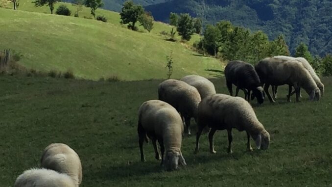 Nuove Opportunità per l'Appennino Centrale con il Dl Agricoltura