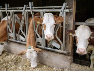 Difficoltà Identificazione Bovini: Audizione Seconda Commissione