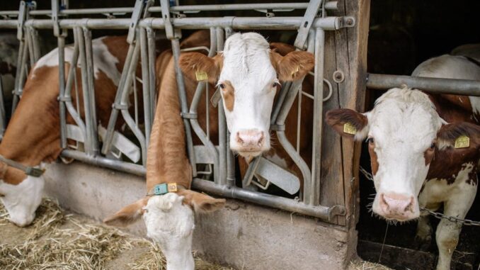 Difficoltà Identificazione Bovini: Audizione Seconda Commissione