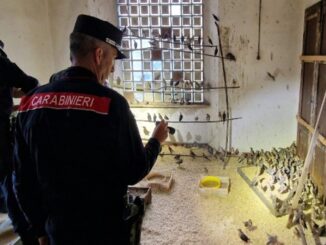 Turdus Aureus 14 indagati confisca di 140mila € e centinaia di uccelli