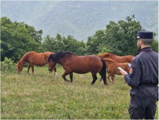 I Carabinieri forestali effettuano controlli a pascoli in Umbria